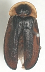 Lampyridae