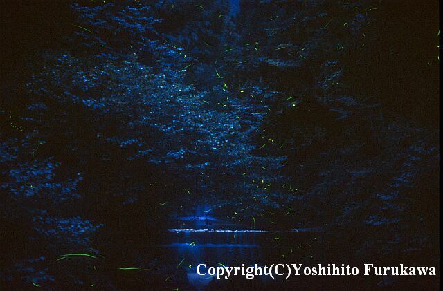 ゲンジボタルの光跡の写真