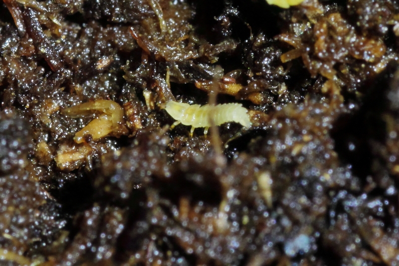 孵化したヒメボタルの幼虫