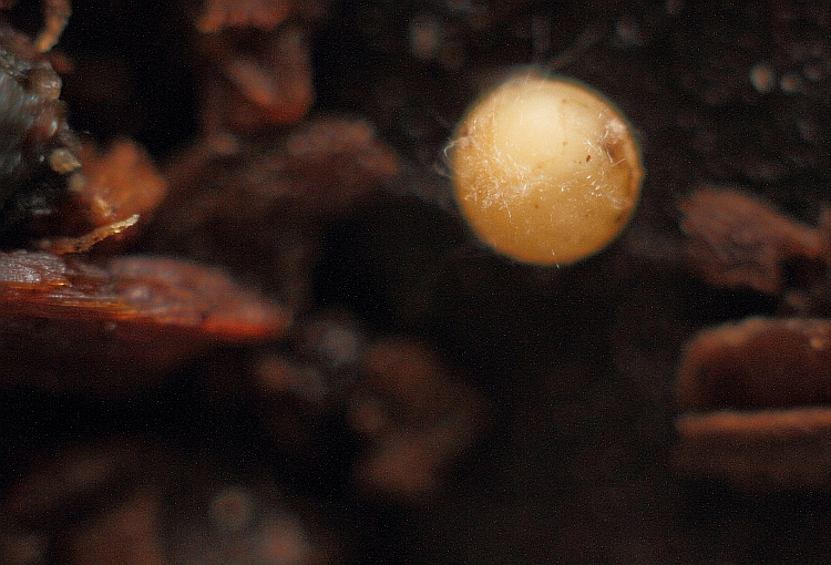 クロマドボタルの卵