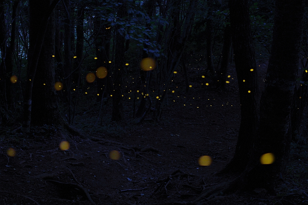 sight photograph of Japanese firefly