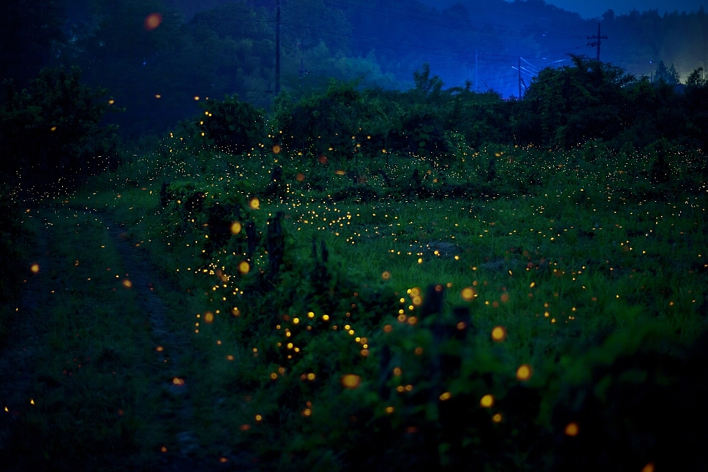 sight photograph of Japanese firefly