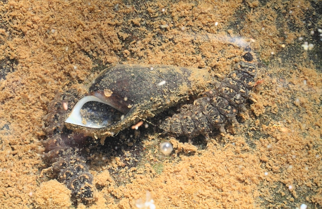 カワニナを食べるゲンジボタルの幼虫