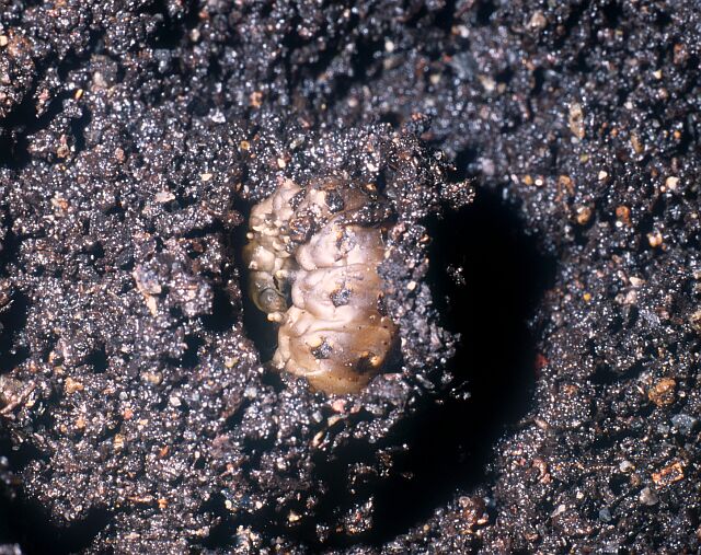 ゲンジボタルの蛹