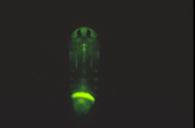 発光するゲンジボタルの蛹